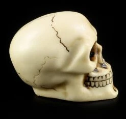 Totenkopf Schaltknauf - Knochenfarben -Statuen Modell Verkauf 10870 5 skull gear knob 5 1280x1280