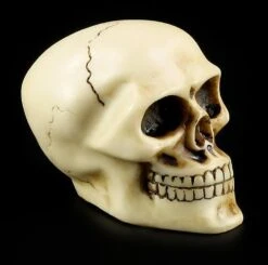 Totenkopf Schaltknauf - Knochenfarben -Statuen Modell Verkauf 10870 6 skull gear knob 6 1280x1280