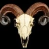 Totenkopf - Widder Schädel 2 Totenkopf - Widder Schädel -Statuen Modell Verkauf 12404 0 rams skull 1280x1280