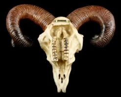 Totenkopf - Widder Schädel -Statuen Modell Verkauf 12404 1 rams skull 1 1280x1280