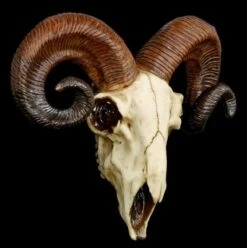 Totenkopf - Widder Schädel -Statuen Modell Verkauf 12404 2 rams skull 2 1280x1280