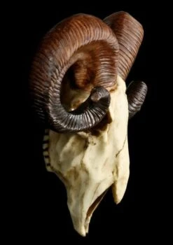 Totenkopf - Widder Schädel -Statuen Modell Verkauf 12404 3 rams skull 3 1280x1280
