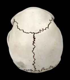 Affen Totenkopf Mit Beweglichem Unterkiefer -Statuen Modell Verkauf 2D Ersatzbilder FS20087 Y8036 6 1280x1280