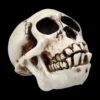 Affen Totenkopf Mit Beweglichem Unterkiefer 1 Affen Totenkopf Mit Beweglichem Unterkiefer -Statuen Modell Verkauf 2D Ersatzbilder FS20087 Y8036 8 1280x1280