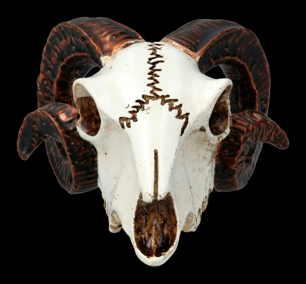 Alchemy Widderschädel - Klein 8 Alchemy Widderschädel - Klein – Bild 6