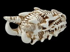 Alchemy Drachen Schädel - Klein -Statuen Modell Verkauf 2D FS21902 Alchemy Drachen Schaedel klein 5 1280x1280