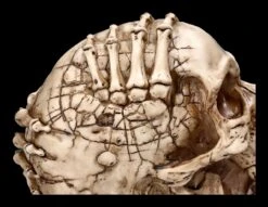 Totenkopf Figur - Breaking Out By James Ryman -Statuen Modell Verkauf 2D FS22481 Totenkopf Figur Breaking Out by James Ryman 5 1280x1280