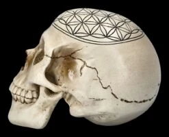 Totenkopf - Heilige Geometrie - Blume Des Lebens -Statuen Modell Verkauf 2D FS23021 Totenkopf Heilige Geometrie Blume des Lebens 3 1280x1280