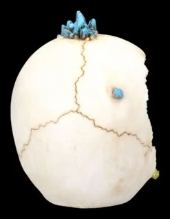 Totenkopf Mit Drache - Crystal Cave Blue 14 Totenkopf Mit Drache - Crystal Cave Blue -Statuen Modell Verkauf 2D FS23381 Totenkopf mit Drache Crystal Cave Blue 9 1280x1280