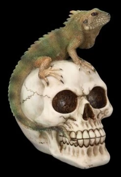 Totenkopf Mit Leguan