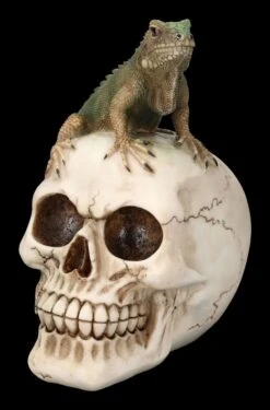 Totenkopf Mit Leguan -Statuen Modell Verkauf 2D FS23932 Totenkopf mit Leguan 6 1280x1280