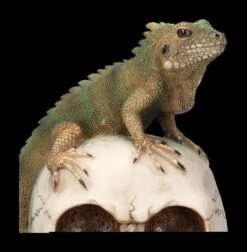 Totenkopf Mit Leguan -Statuen Modell Verkauf 2D FS23932 Totenkopf mit Leguan 8 1280x1280