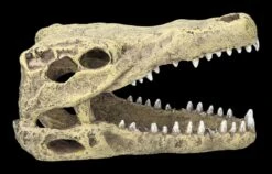 Aquarium Figur - Krokodilkopf M 12 Aquarium Figur - Krokodilkopf M -Statuen Modell Verkauf 2D FS24144 Aquarium Figur Krokodilkopf M 1 1280x1280