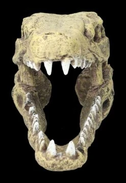 Aquarium Figur - Krokodilkopf M 11 Aquarium Figur - Krokodilkopf M -Statuen Modell Verkauf 2D FS24144 Aquarium Figur Krokodilkopf M 2 1280x1280