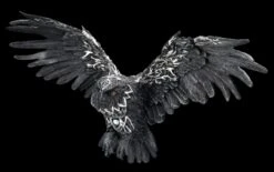 Wandrelief - Schwarze Keltische Eule -Statuen Modell Verkauf 2D FS24644 Wandrelief Schwarze keltische Eule 6 1280x1280