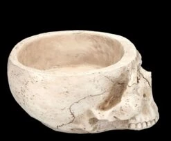 Totenkopf Pflanztopf Knochenfarben Groß 19 Totenkopf Pflanztopf Knochenfarben Groß -Statuen Modell Verkauf 2D FS24736 Totenkopf Pflanztopf Knochenfarben 4 1280x1280