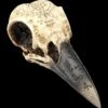 Totenkopf - Rabenschädel Mit Mytischen Symbolen 2 Totenkopf - Rabenschädel Mit Mytischen Symbolen -Statuen Modell Verkauf 2D FS25098 Totenkopf Rabensch del mit mystischen Symbolen 6 1280x1280