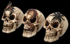 Totenkopf 3er Set - Spinne Skorpion Tausendfüssler -Statuen Modell Verkauf 2D FS25697 Totenkopf 3er Set Spinne Skorpion Tausendf ssler 2 1280x1280