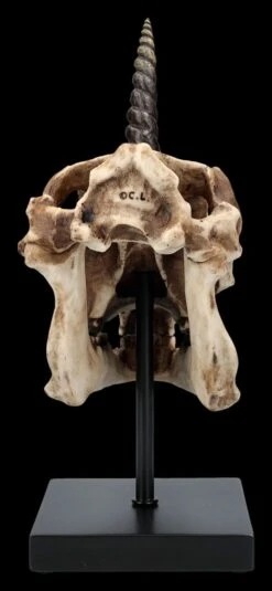 Einhorn Totenkopf Auf Ständer 16 Einhorn Totenkopf Auf Ständer -Statuen Modell Verkauf 2D FS26768 Einhorn Totenkopf auf Stander 4 1280x1280