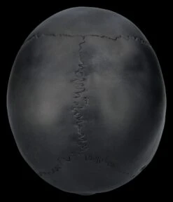 Totenkopf Schwarz - Beweglicher Unterkiefer 15 Totenkopf Schwarz - Beweglicher Unterkiefer -Statuen Modell Verkauf 2D FS26931 Totenkopf schwarz Beweglicher Unterkiefer 3 1280x1280