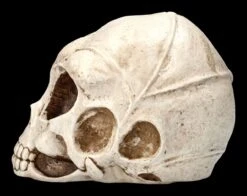 Alien Totenkopf -Statuen Modell Verkauf 2D ML10526 Ersatzbilder 3 1280x1280