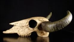 Büffelschädel -Statuen Modell Verkauf 4801 3 bueffelschaedel 3 1280x1280