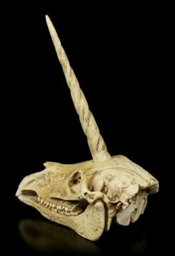 Einhorn Totenkopf 11 Einhorn Totenkopf -Statuen Modell Verkauf Einhorn Totenkopf 3 1280x1280