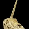 Einhorn Totenkopf 1 Einhorn Totenkopf -Statuen Modell Verkauf Einhorn Totenkopf 1280x1280