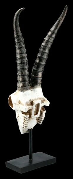Antilopen Totenkopf Auf Metall Ständer 11 Antilopen Totenkopf Auf Metall Ständer -Statuen Modell Verkauf FS21255 Antilopen Totenkopf auf Metall Staender kurze Hoerner 5 1280x1280
