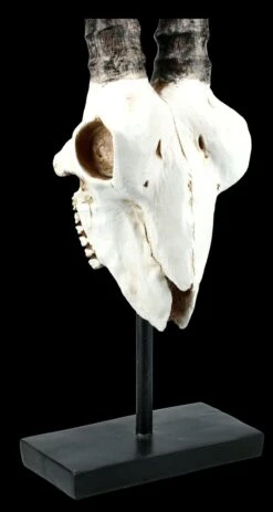 Antilopen Totenkopf Auf Metall Ständer 13 Antilopen Totenkopf Auf Metall Ständer -Statuen Modell Verkauf FS21255 Antilopen Totenkopf auf Metall Staender kurze Hoerner 9 1280x1280