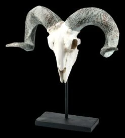 Widder Totenkopf Auf Metall Ständer -Statuen Modell Verkauf FS21256 Widder Totenkopf auf Metall Staender 2 1280x1280