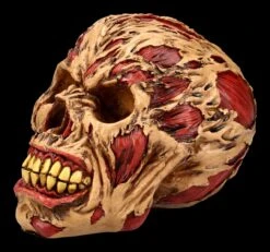 Zombie Totenkopf - The Hoard -Statuen Modell Verkauf FS21313 Zombie Totenkopf The Hoard 3ur3ZpVn5Mm6Hg 1280x1280