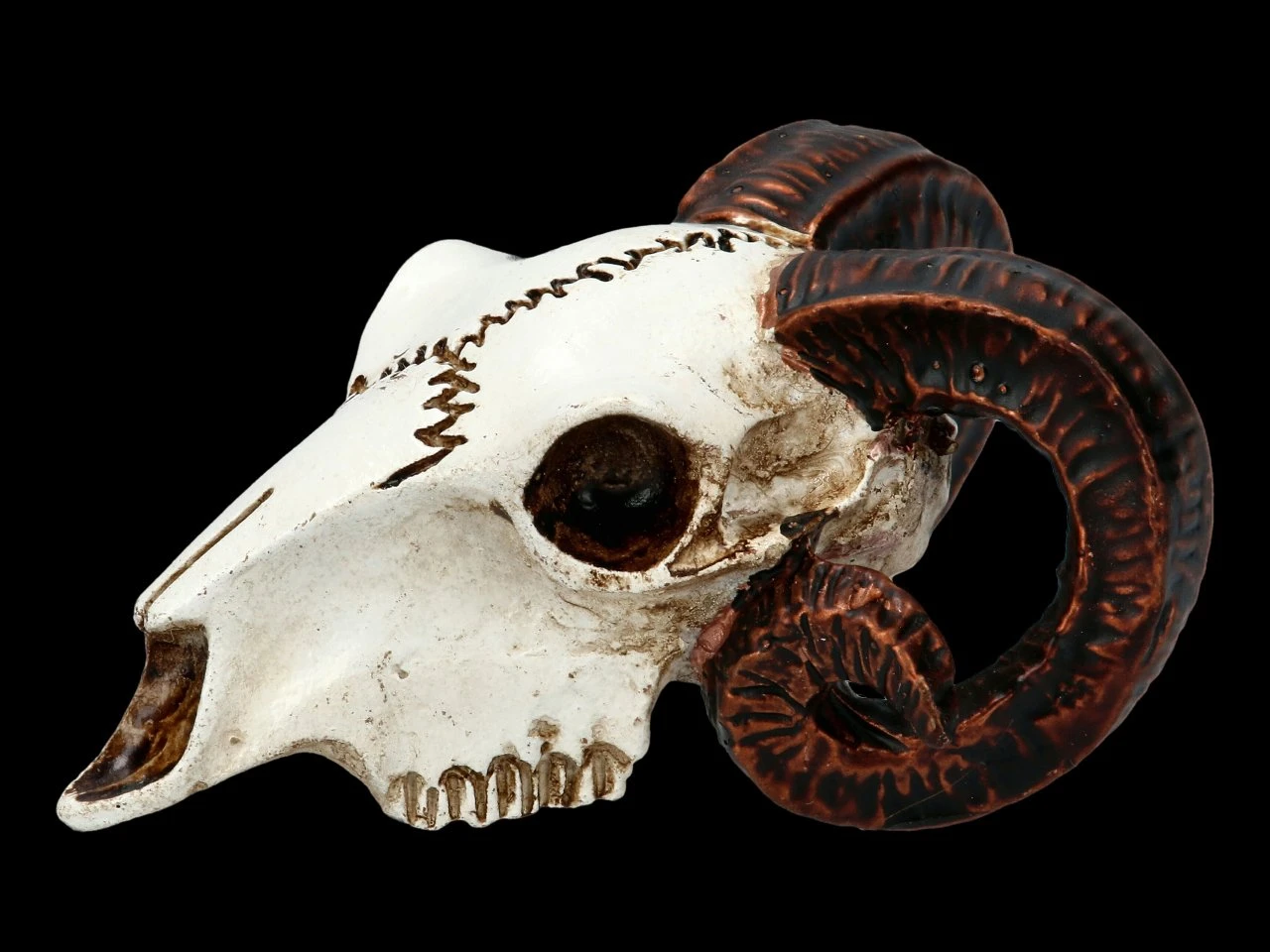 Alchemy Widderschädel - Klein 5 Alchemy Widderschädel - Klein – Bild 3