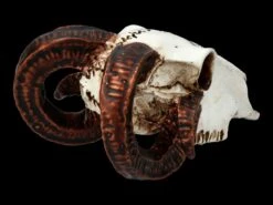 Alchemy Widderschädel - Klein 12 Alchemy Widderschädel - Klein -Statuen Modell Verkauf FS21894 Alchemy Widderschaedel klein 8 1280x1280