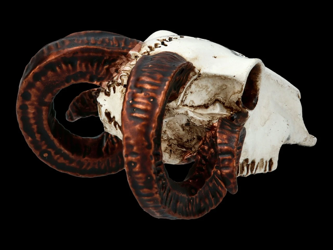 Alchemy Widderschädel - Klein 7 Alchemy Widderschädel - Klein – Bild 5