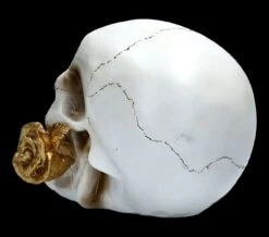 Weißer Totenkopf Mit Rose - Floral Fate -Statuen Modell Verkauf FS22277 Weisser Totenkopf mit Rose Floral Fate 5 1280x1280