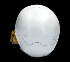 Weißer Totenkopf Mit Rose - Floral Fate -Statuen Modell Verkauf FS22277 Weisser Totenkopf mit Rose Floral Fate 6 1280x1280