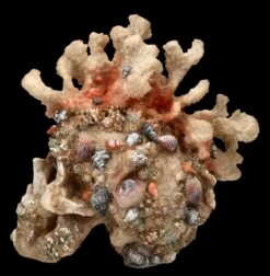 Totenkopf Figur Mit Korallen Bewachsen -Statuen Modell Verkauf FS24902 Totenkopf Figur mit Korallen bewachsen 4 1280x1280