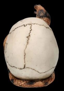 Totenkopf Figur - Kobra Schädel -Statuen Modell Verkauf FS26522 Totenkopf Figur Kobra Sch del 6 1280x1280