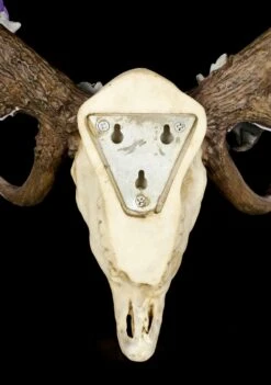 NEMESIS NOW Wandrelief Geweih - Antlers Of Eden -Statuen Modell Verkauf Geweih Wandrelief Antlers Of Eden 4 1280x1280