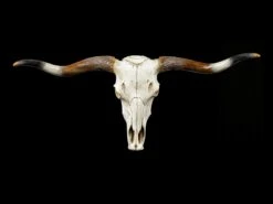 Großes Wandrelief - Büffel Schädel