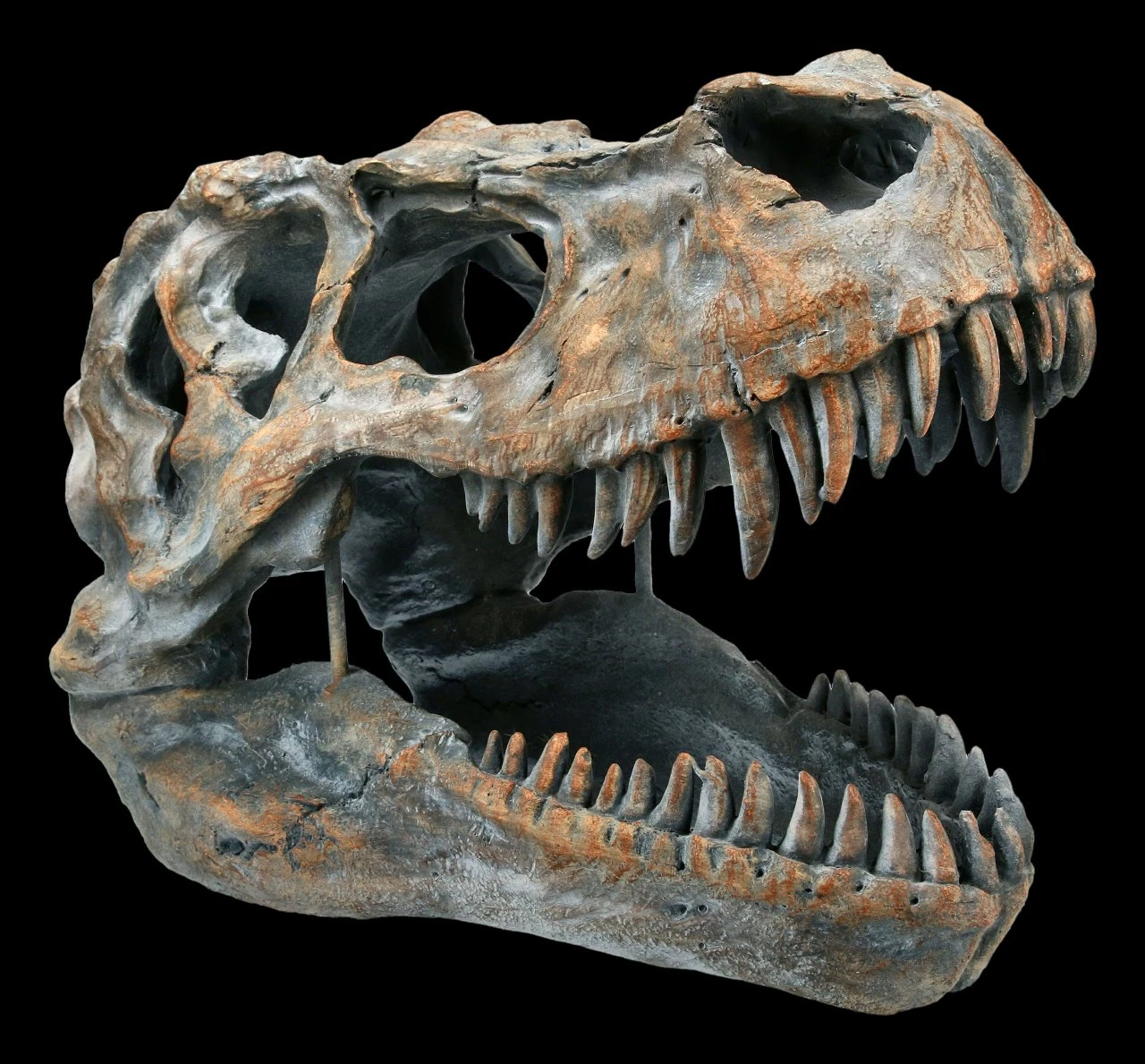 Totenkopf - Tyrannosaurus Rex - Mittel 3 Totenkopf - Tyrannosaurus Rex - Mittel