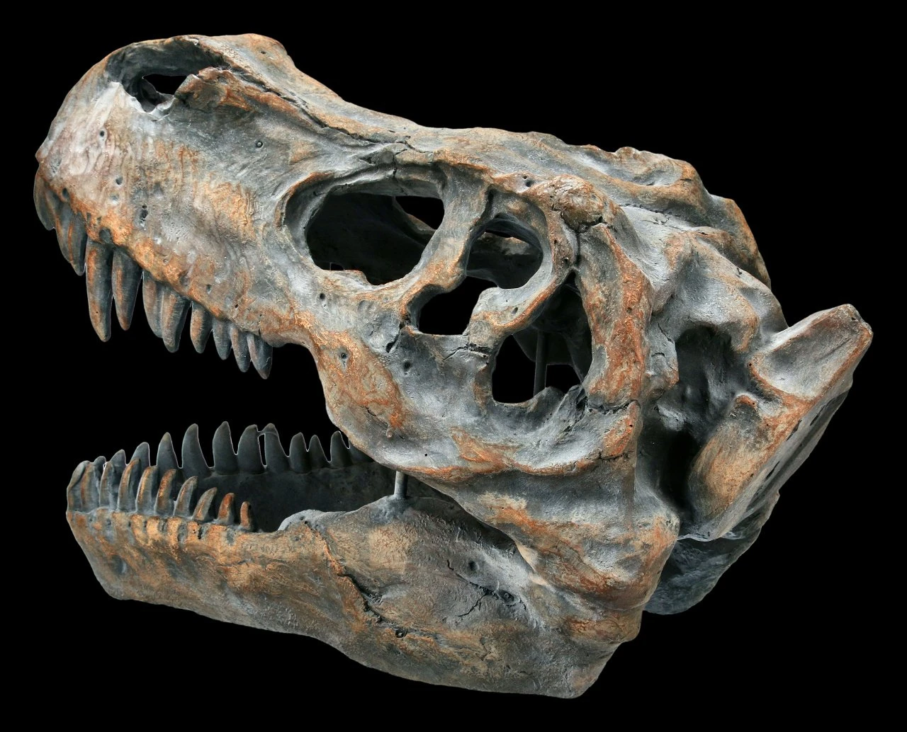 Totenkopf - Tyrannosaurus Rex - Mittel 6 Totenkopf - Tyrannosaurus Rex - Mittel – Bild 4