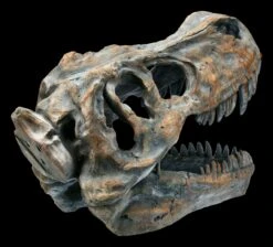 Totenkopf - Tyrannosaurus Rex - Mittel 12 Totenkopf - Tyrannosaurus Rex - Mittel -Statuen Modell Verkauf ML11828 Totenkopf Tyrannosaurus Rex mittel 8 1280x1280