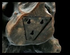 Totenkopf - Tyrannosaurus Rex - Mittel 13 Totenkopf - Tyrannosaurus Rex - Mittel -Statuen Modell Verkauf ML11828 Totenkopf Tyrannosaurus Rex mittel 9 1280x1280