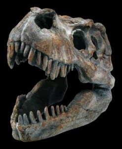 Totenkopf - Tyrannosaurus Rex - Klein -Statuen Modell Verkauf ML12402 Totenkopf Tyrannosaurus Rex klein 3 1280x1280