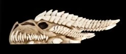 Wandrelief - Drachen Totenkopf Kryss -Statuen Modell Verkauf ML6578 Drachen Totenkopf Wanddeko 1 1280x1280