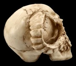 Totenkopf - Gehörnter Teufel -Statuen Modell Verkauf ML8756 Totenkopf Gehoernter Teufel 8 1280x1280