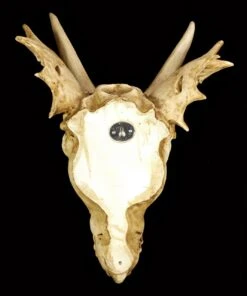 Wandrelief - Schädel Des Letzten Drachen 15 Wandrelief - Schädel Des Letzten Drachen -Statuen Modell Verkauf Schaedel Drachen 657ce52d1e3079 1280x1280