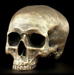 Totenkopf Ohne Unterkiefer - Antik Goldfarben -Statuen Modell Verkauf Totenkopf Ohne Unterkiefer Antik 2 1280x1280